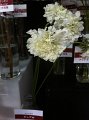 Scabiosa japonica Pure White